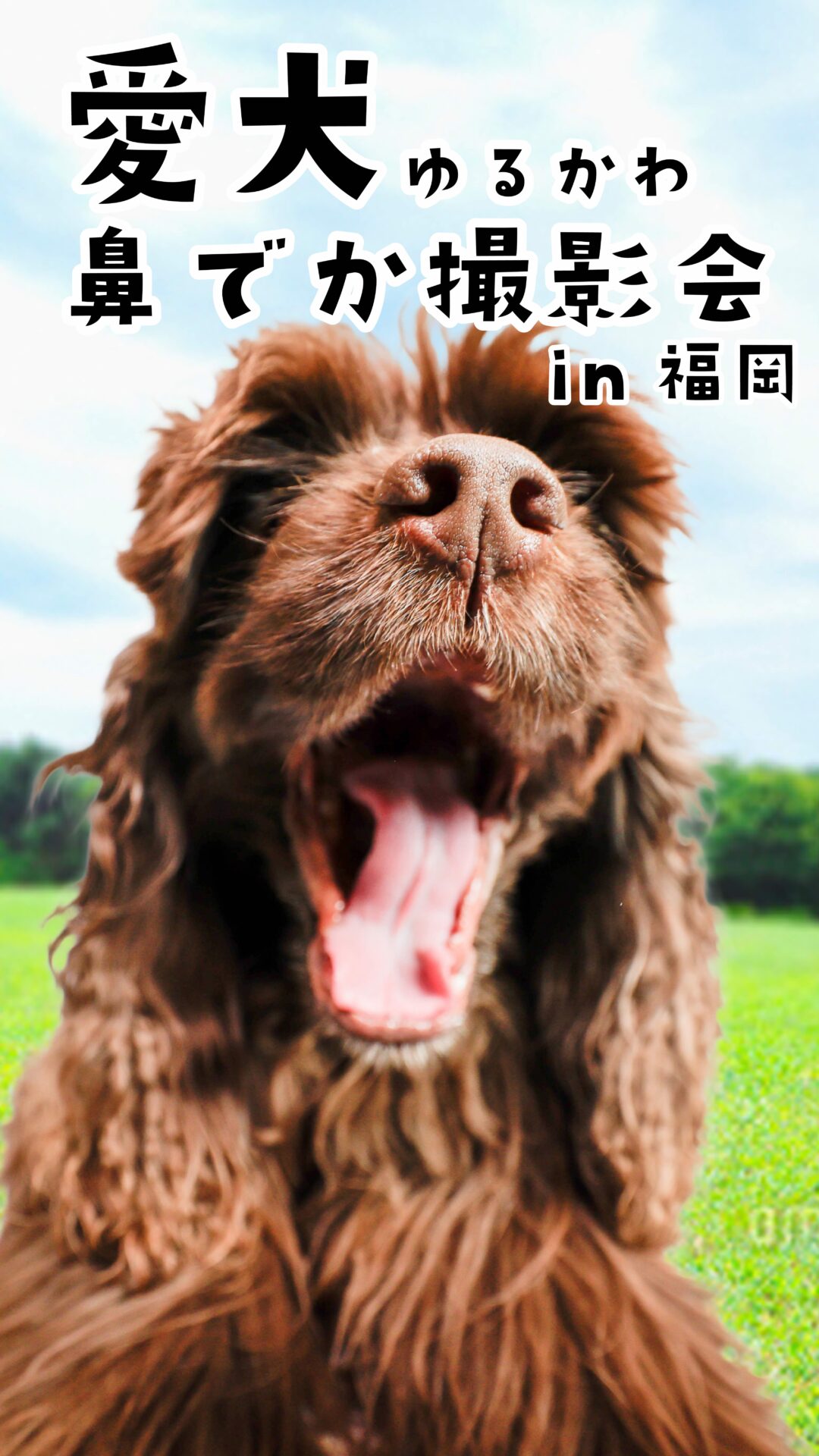 愛犬ゆるかわ 鼻でか撮影会 in 福岡