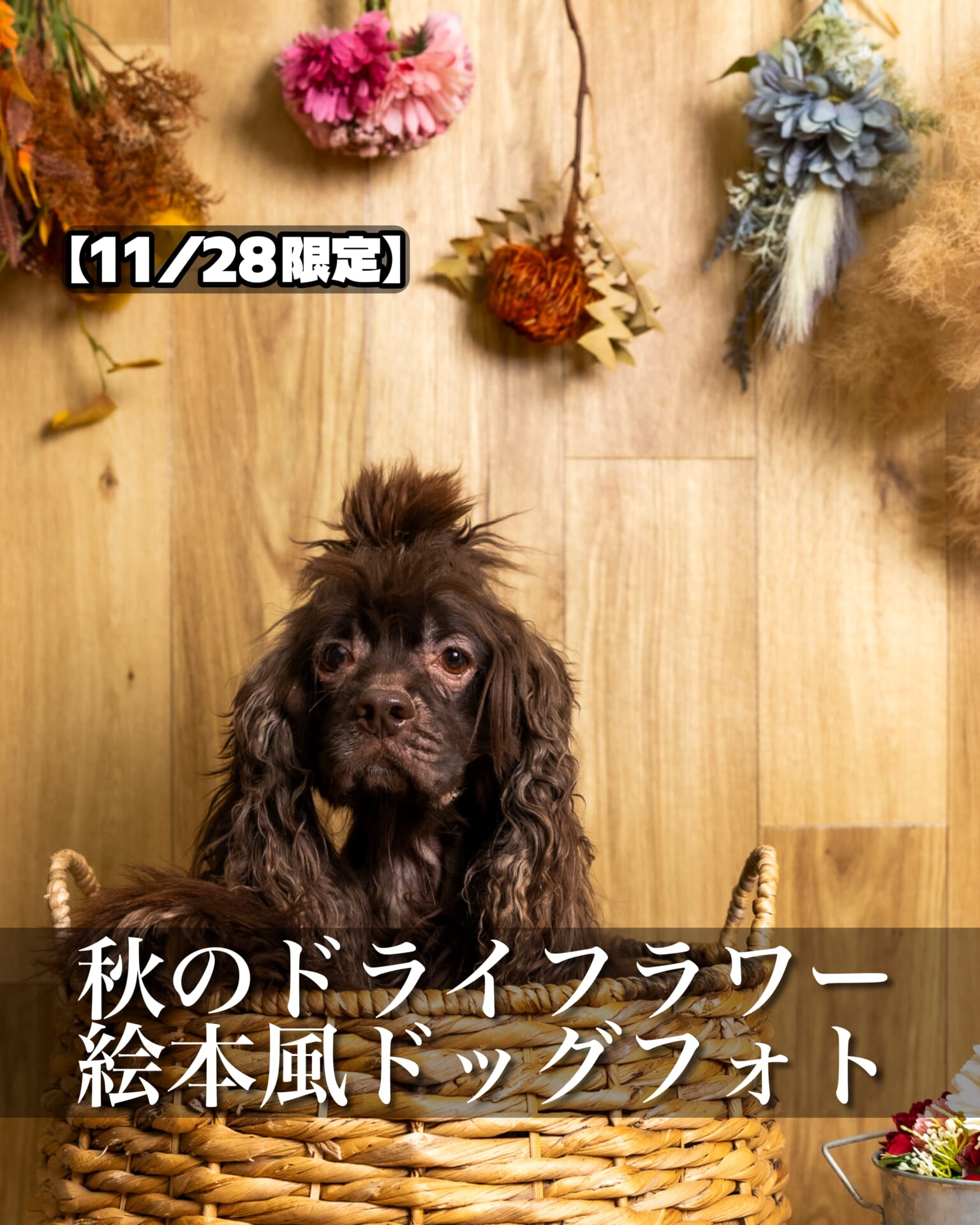 DesafioDoggo 特設セット作例